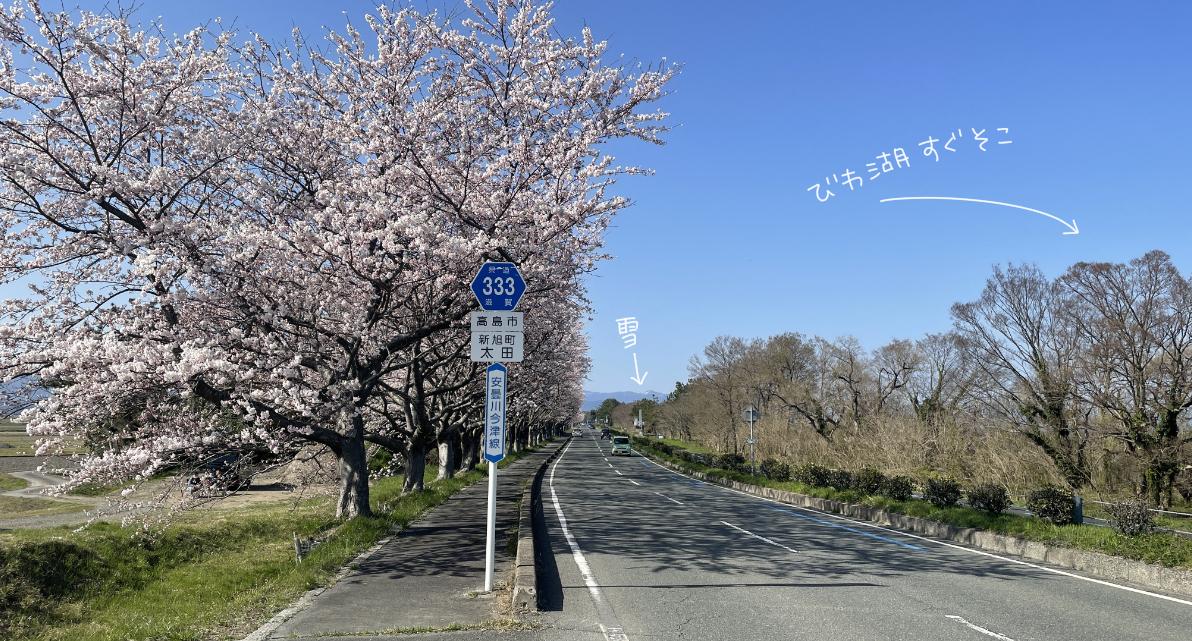 滋賀県高島市で桜満開