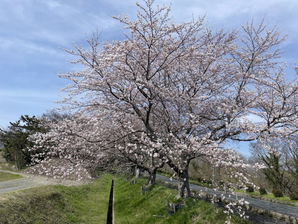 2025年・滋賀県高島市・風車街道桜並木の様子