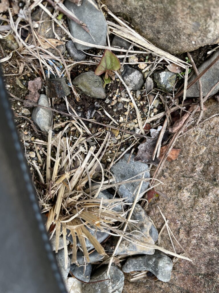 熱湯をかけて枯れたと思ったドクダミがひと冬越して、春にまた生えてきたところ…この後ぐんぐん伸びることになる①