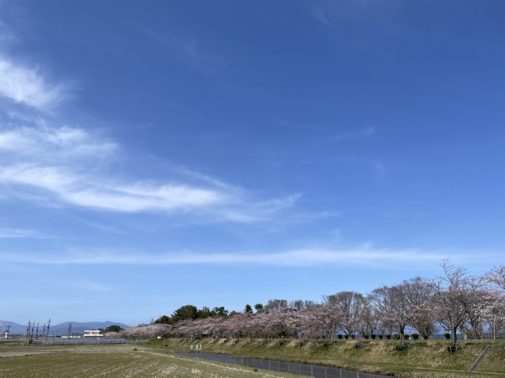 2025年・滋賀県高島市・風車街道桜並木の様子