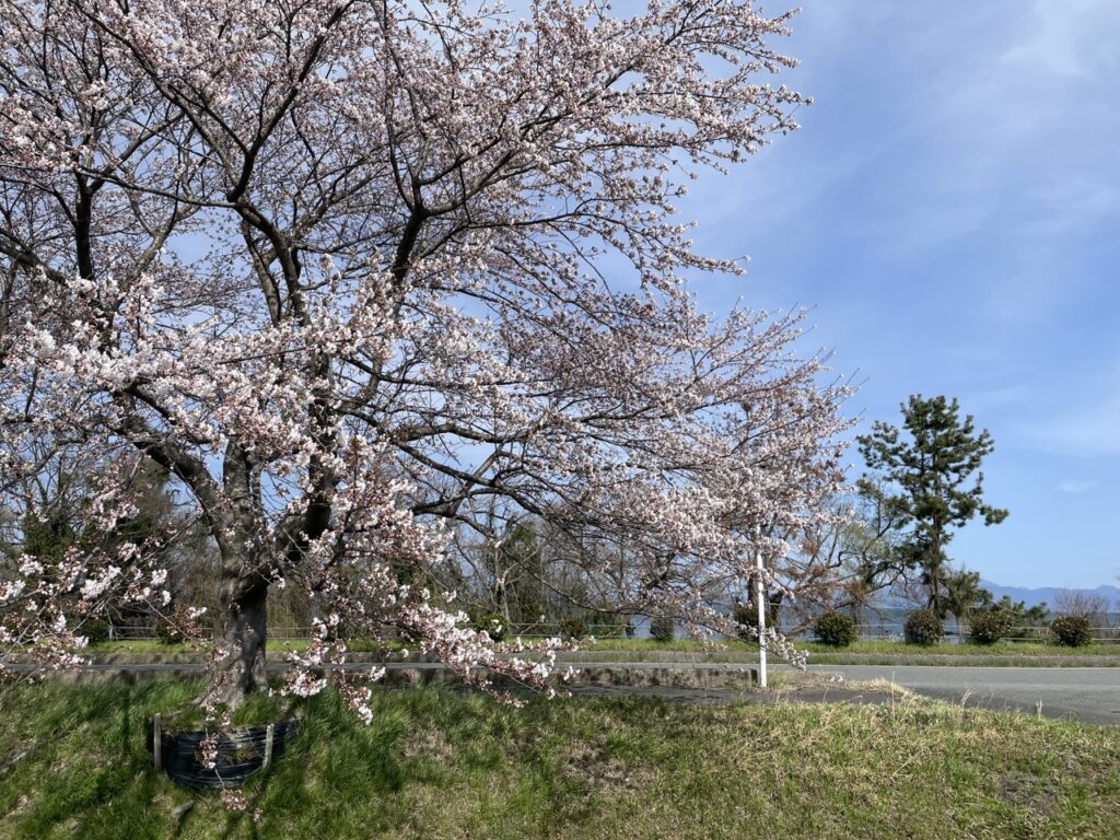 2025年・滋賀県高島市・風車街道桜並木の様子