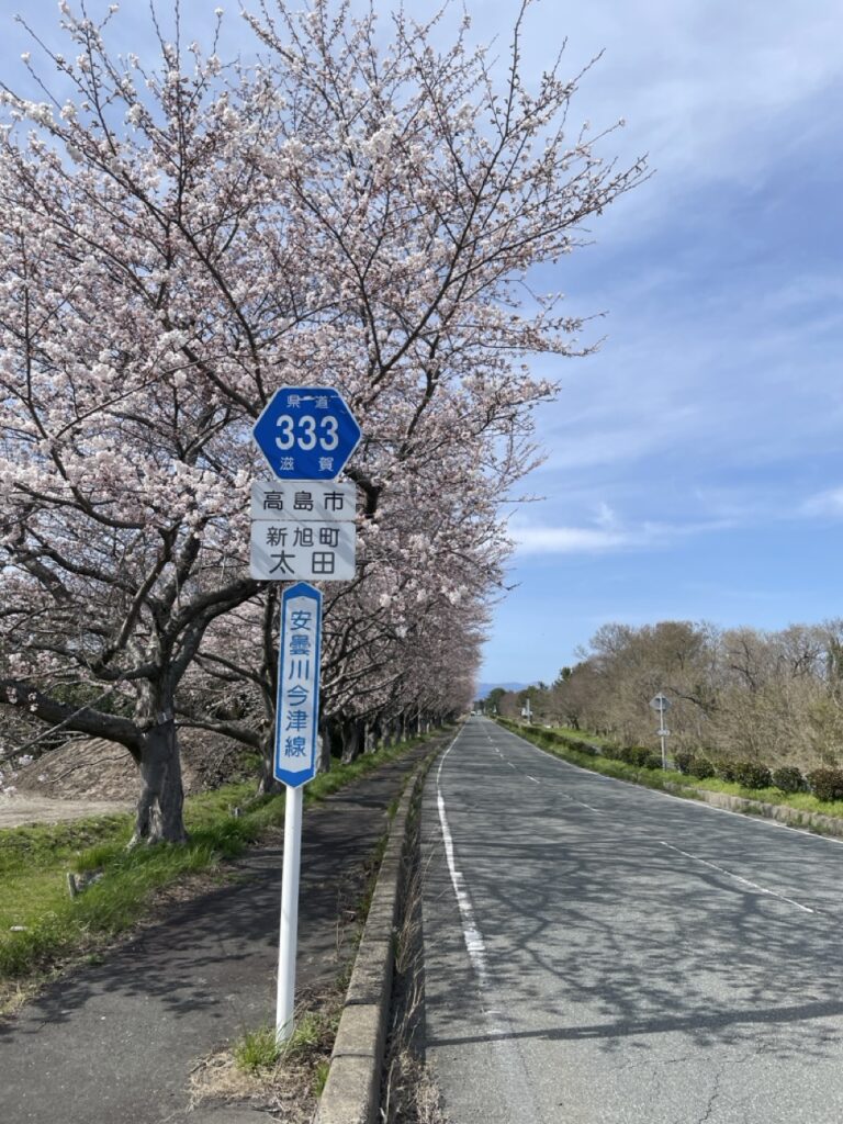 2025年・滋賀県高島市・風車街道桜並木の様子
