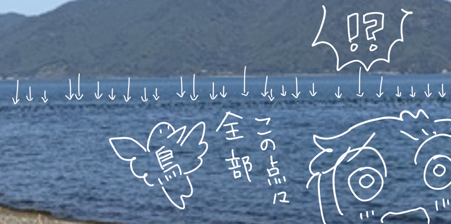 滋賀県高島市、琵琶湖湖でたくさんの鳥がいるの見つけたところ(マツキヨコの絵日記)