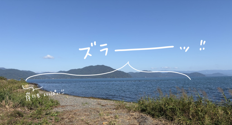 滋賀県高島市、琵琶湖湖でたくさんの鳥がいるの見つけたところ(マツキヨコの絵日記)