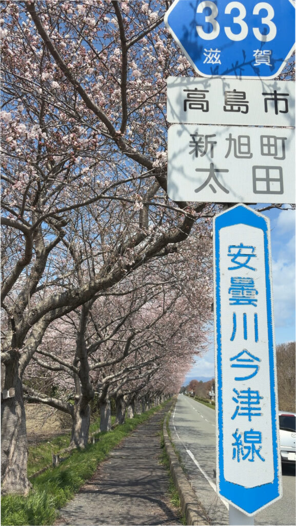 2026年4月2日滋賀県高島市風車街道の桜
