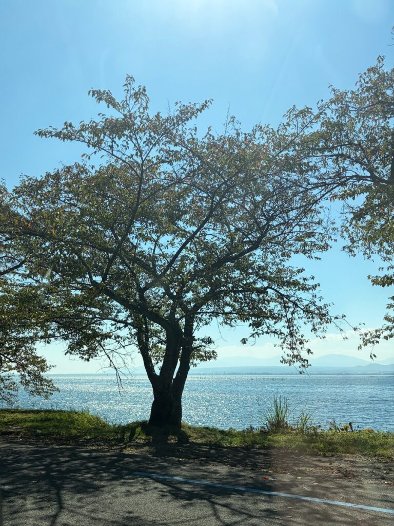 海津大崎の湖岸に立つ桜の木と、その向こうの琵琶湖