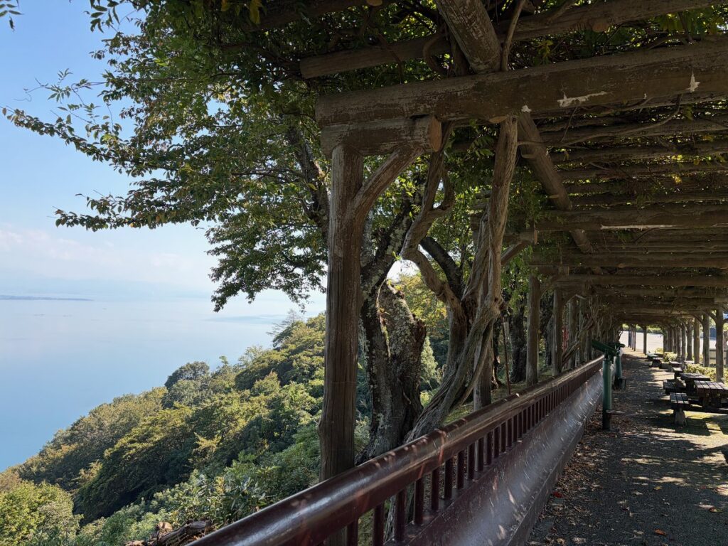 つづら尾崎展望台の藤棚と、その横に広がる琵琶湖